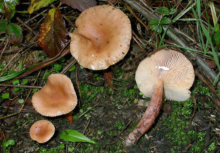 Lactarius decipiens?
